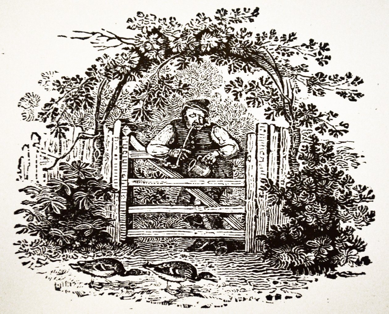 Rodak palący Churchwarden, 1804 autorstwa Thomas Bewick