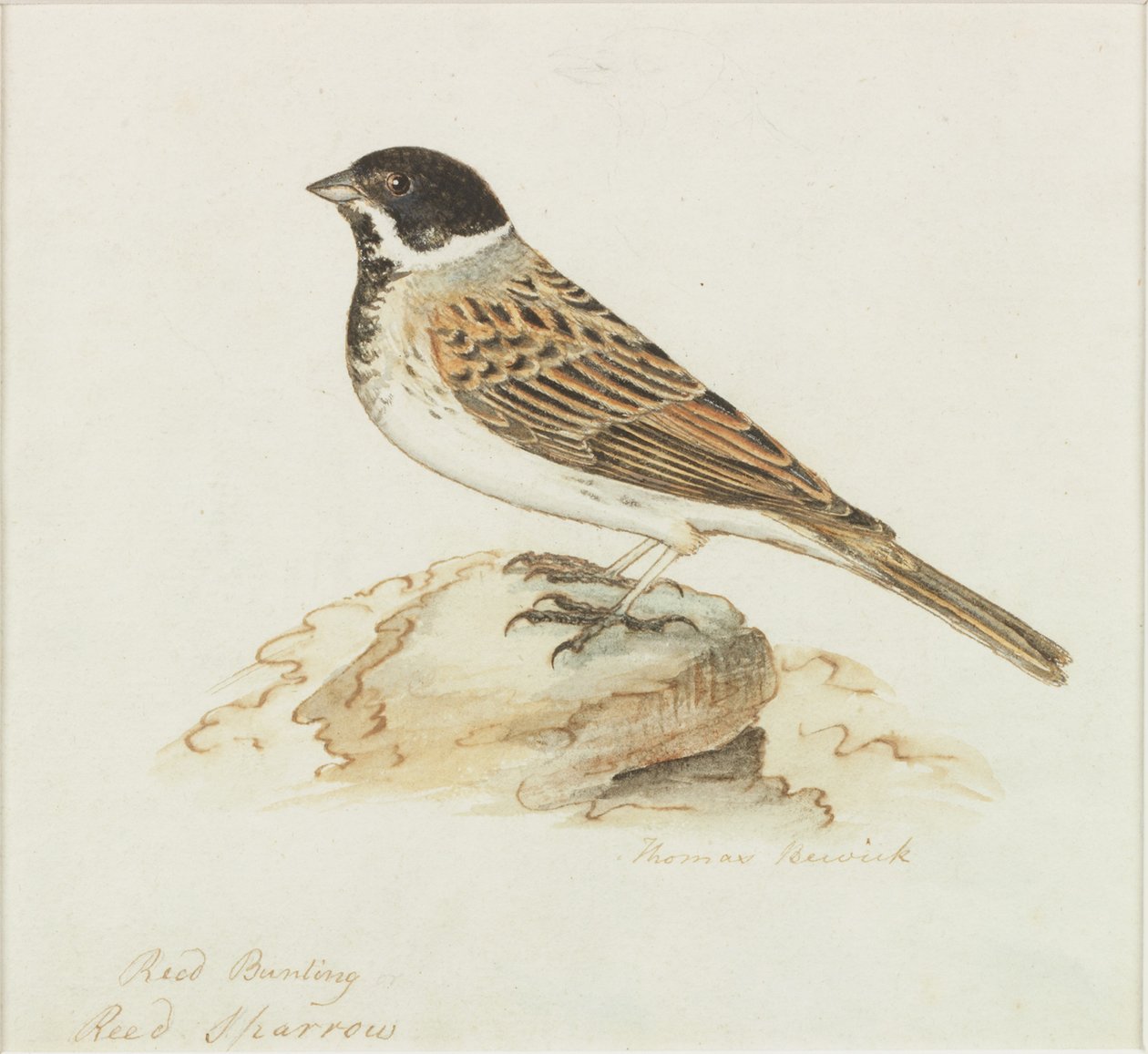 Wróbel trzcinowy (kolor nadwozia) autorstwa Thomas Bewick