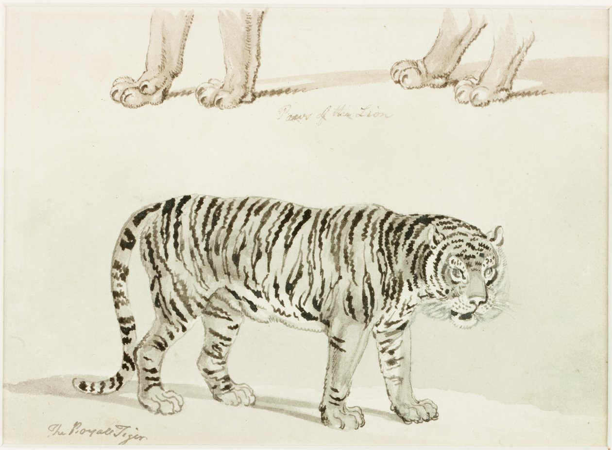 Królewski tygrys (atrament na papierze) autorstwa Thomas Bewick