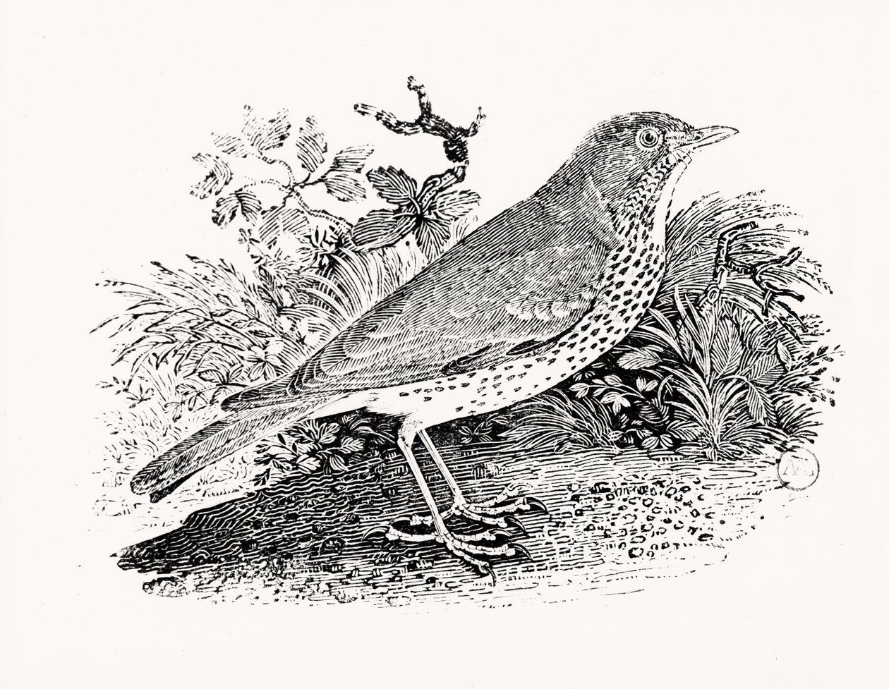 Drozd drozdowy z historii brytyjskich ptaków i czworonogów autorstwa Thomas Bewick