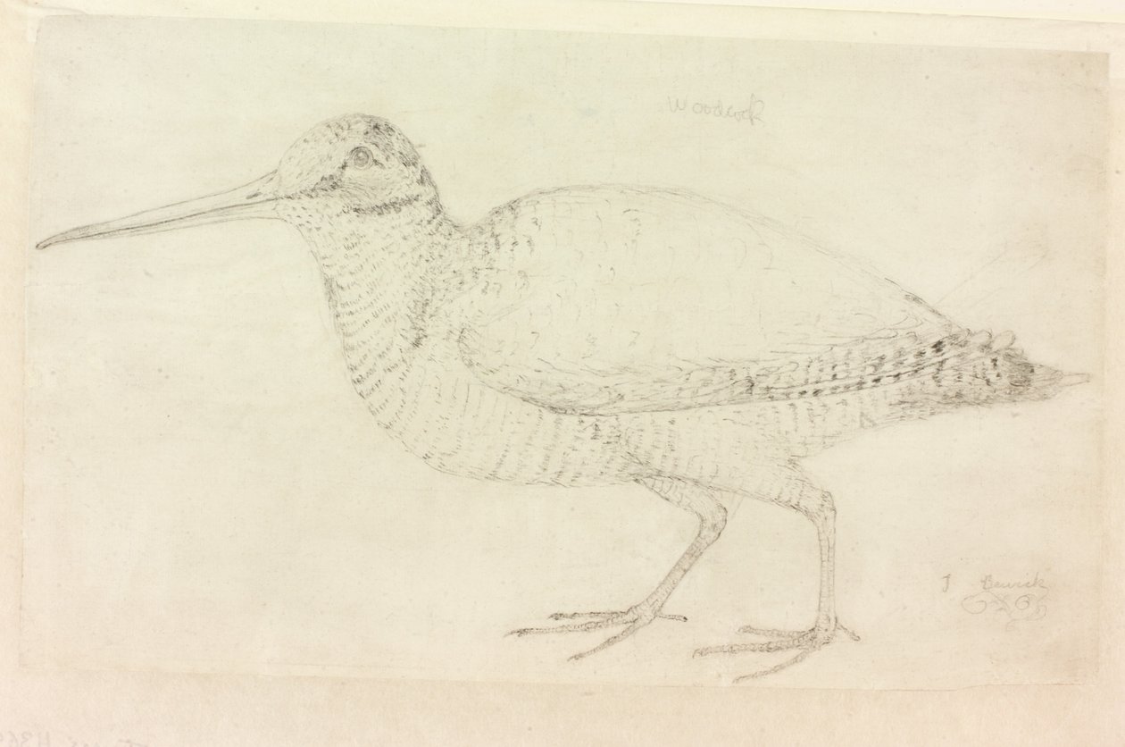 Słonka (ołówek na papierze (na papierze)) autorstwa Thomas Bewick