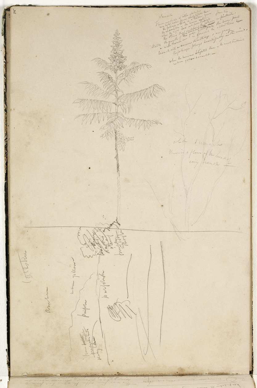 Bez tytułu, szkic krajobrazu Catskill i studium drzewa sumackiego, ok. 1832 (grafitowy ołówek na papierze tkanym w kolorze złamanej bieli) autorstwa Thomas Cole