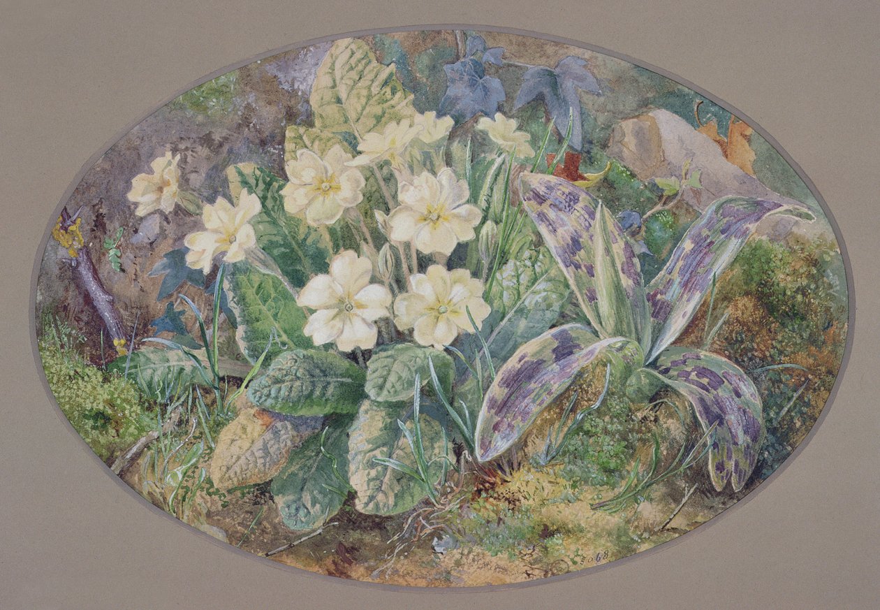 Wiesiołek i Orchidea autorstwa Thomas Collier
