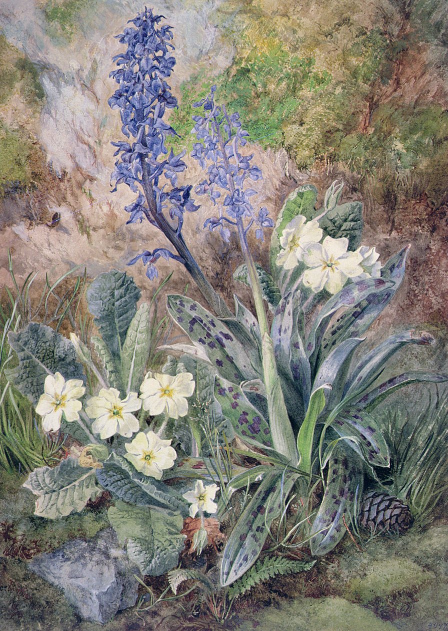 Purpurowa orchidea i pierwiosnek autorstwa Thomas Collier