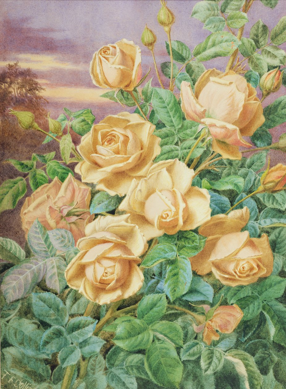 Żółte róże (wc na papierze) autorstwa Thomas Collier
