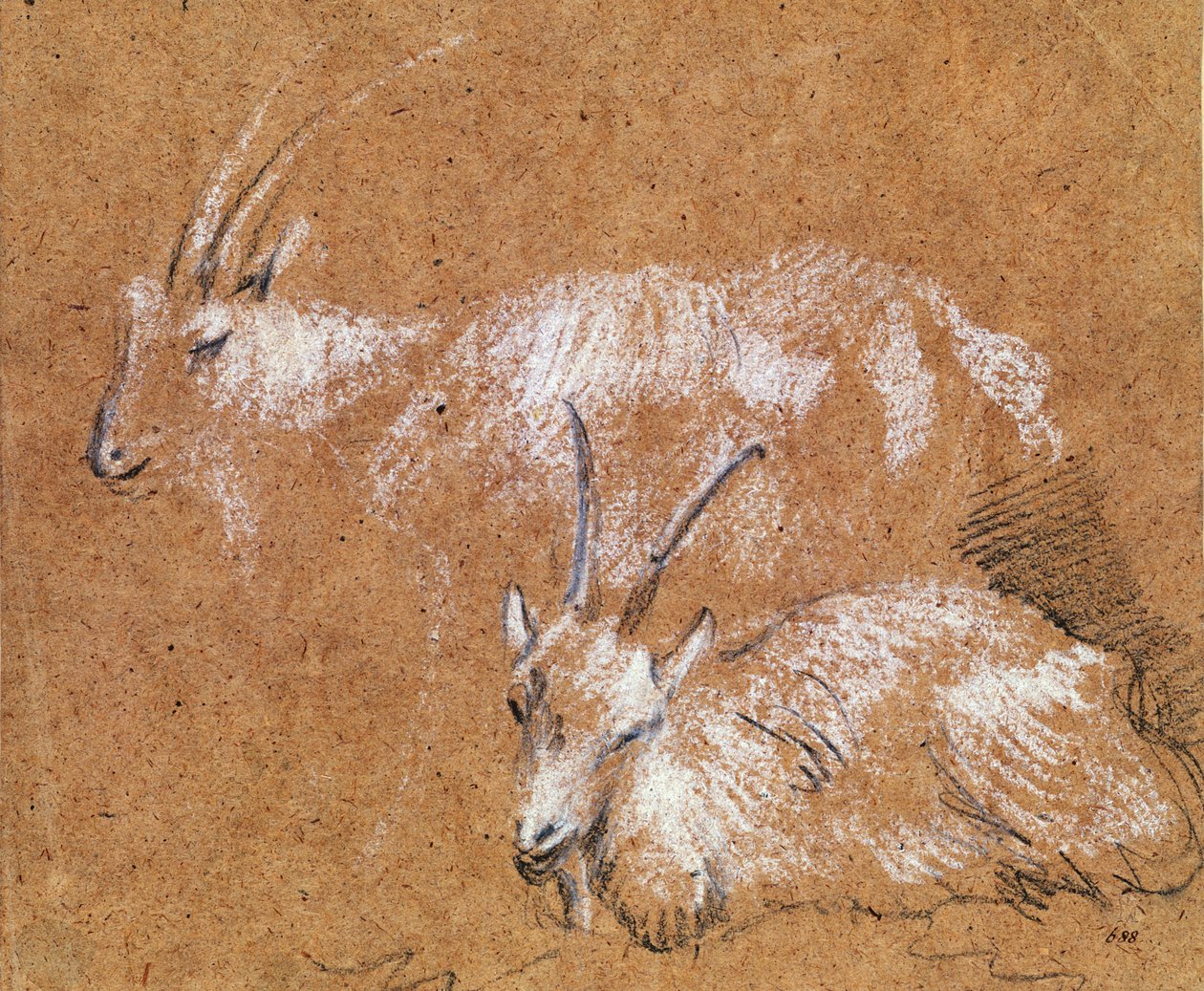 Studium kóz (rysunek) autorstwa Thomas Gainsborough