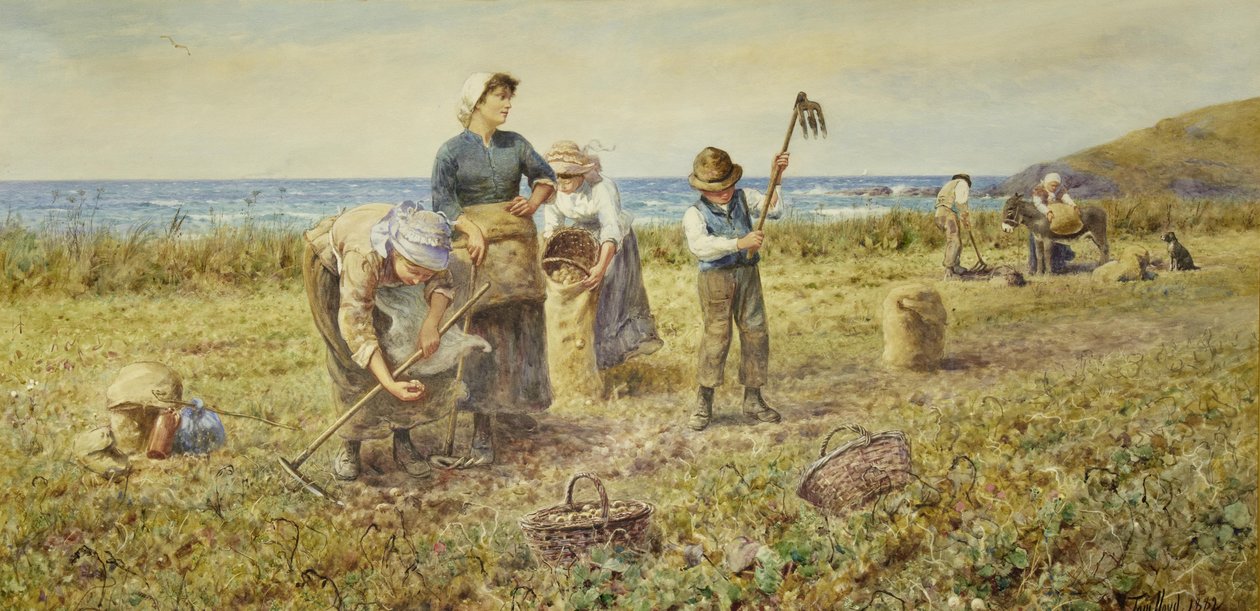 Zbiory ziemniaków autorstwa Thomas James Lloyd