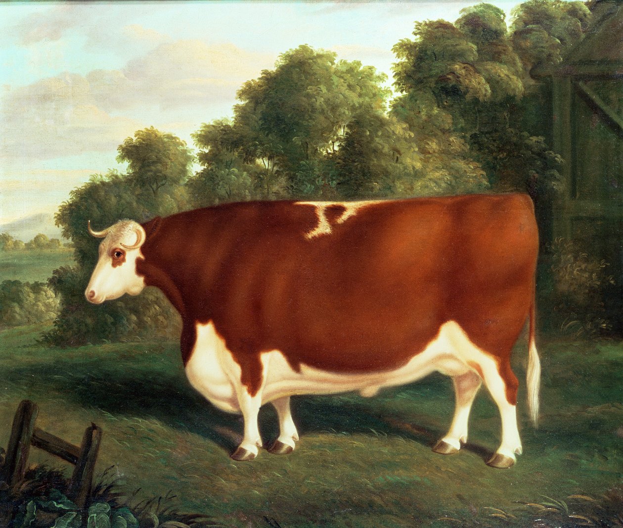 Wół, ok. 1850 r. autorstwa Thomas Roebuck