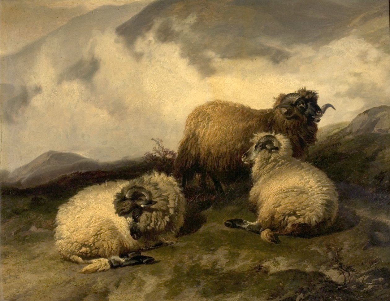 Owca górska (poranne usuwanie mgły) 1846 autorstwa Thomas Sidney Cooper