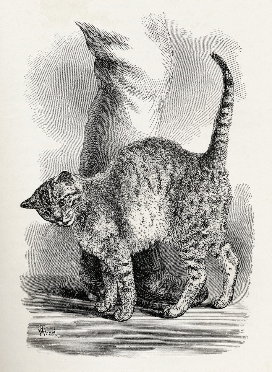 Kot w czułym nastroju, z książki Karola Darwina "Przejawy emocji u ludzi i zwierząt", 1872 r. autorstwa Thomas W. Wood