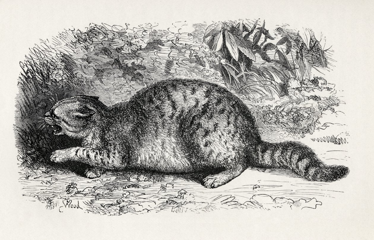 Kot dziki i gotowy do walki, z „Wyrażania emocji człowieka i zwierząt” Karola Darwina, 1872 autorstwa Thomas W. Wood
