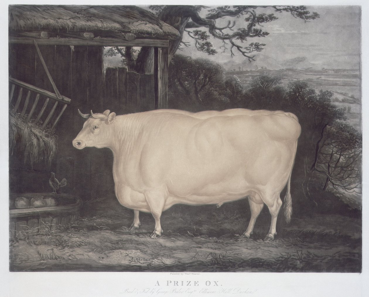 Wół-nagroda, rytowany przez Johna Thompsona, Smeaton, Yorks, 1831 (kolor grawerowany) autorstwa Thomas Weaver