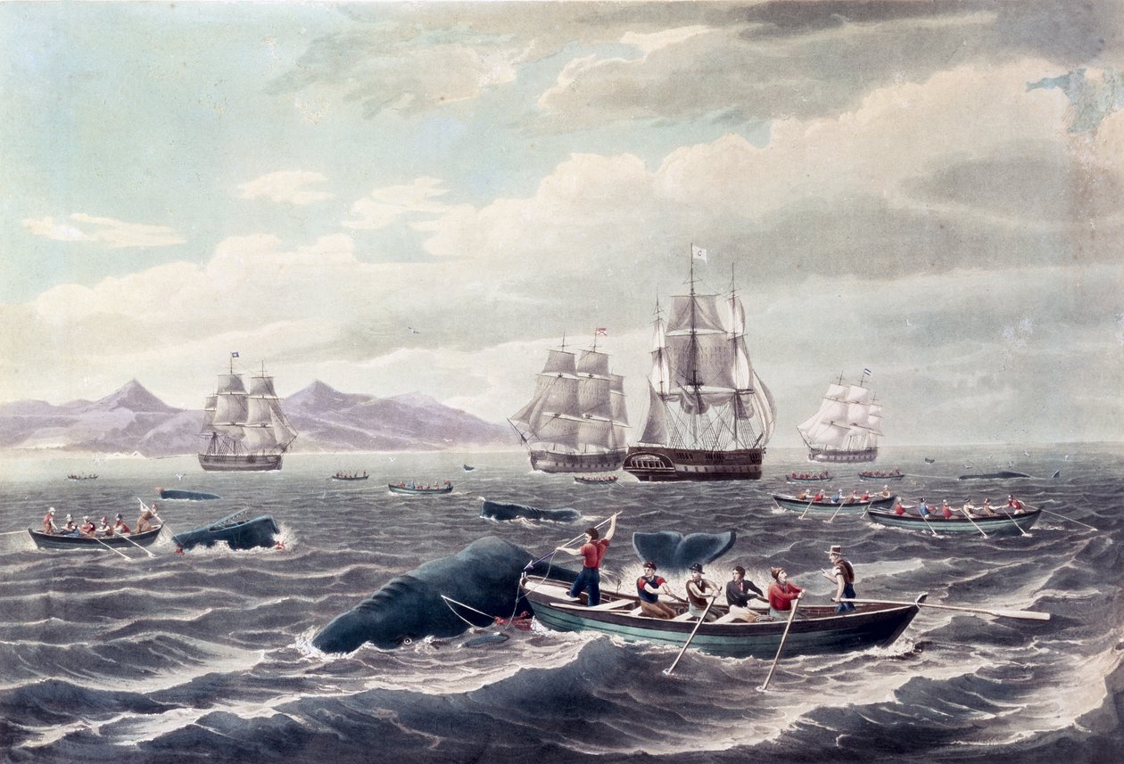 Ławica kaszalotów, rytowana przez J. Hilla, opublikowana w 1838 r. (kolorowa akwatinta) autorstwa Thomas (after) Birch