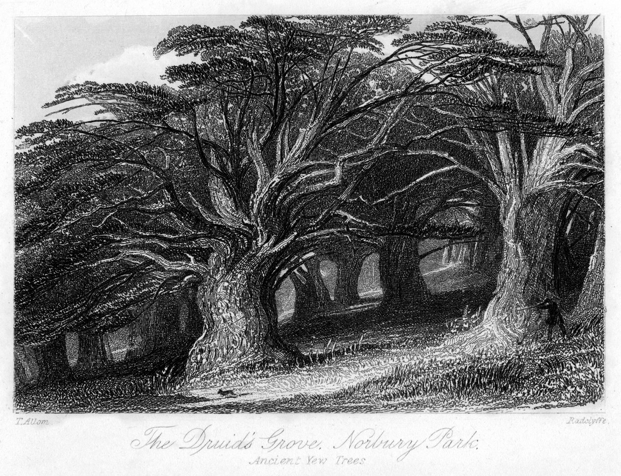 Gaj Druidów, Norbury Park, Surrey, XIX wiek. autorstwa Thomas Allom