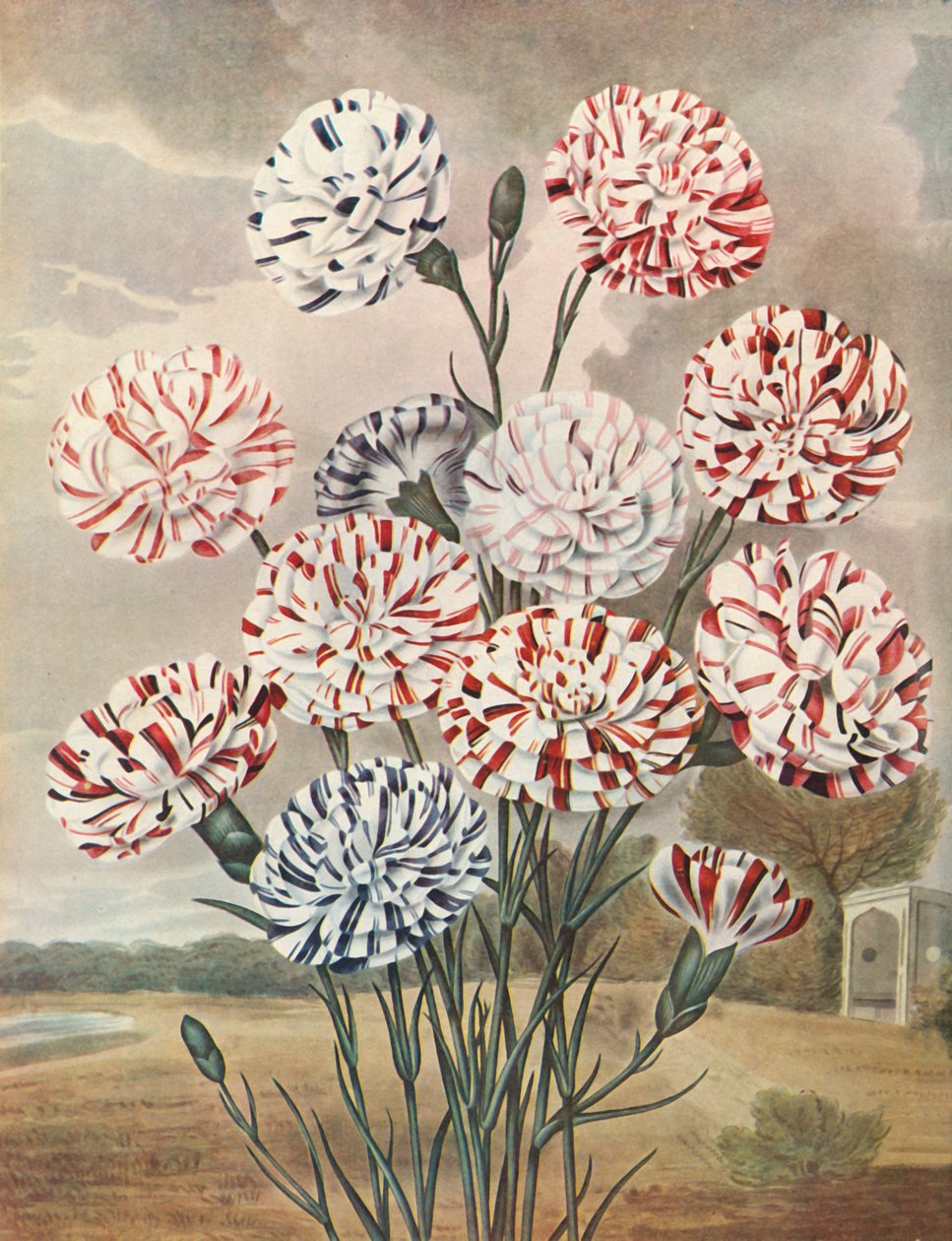 Picotees, ok. 1802-1821, 1948. autorstwa Thomas Baxter