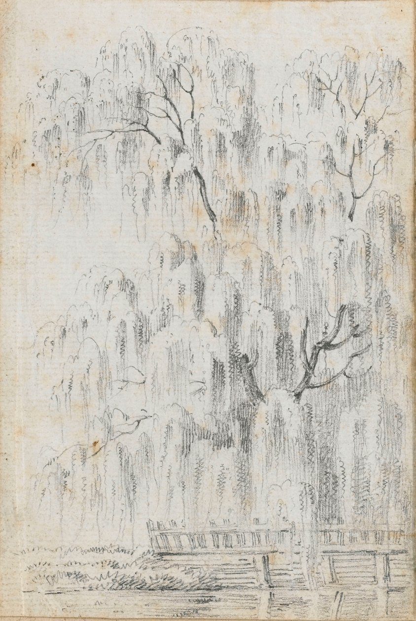 Studium drzewa nad wodą w Merton (recto) autorstwa Thomas Baxter
