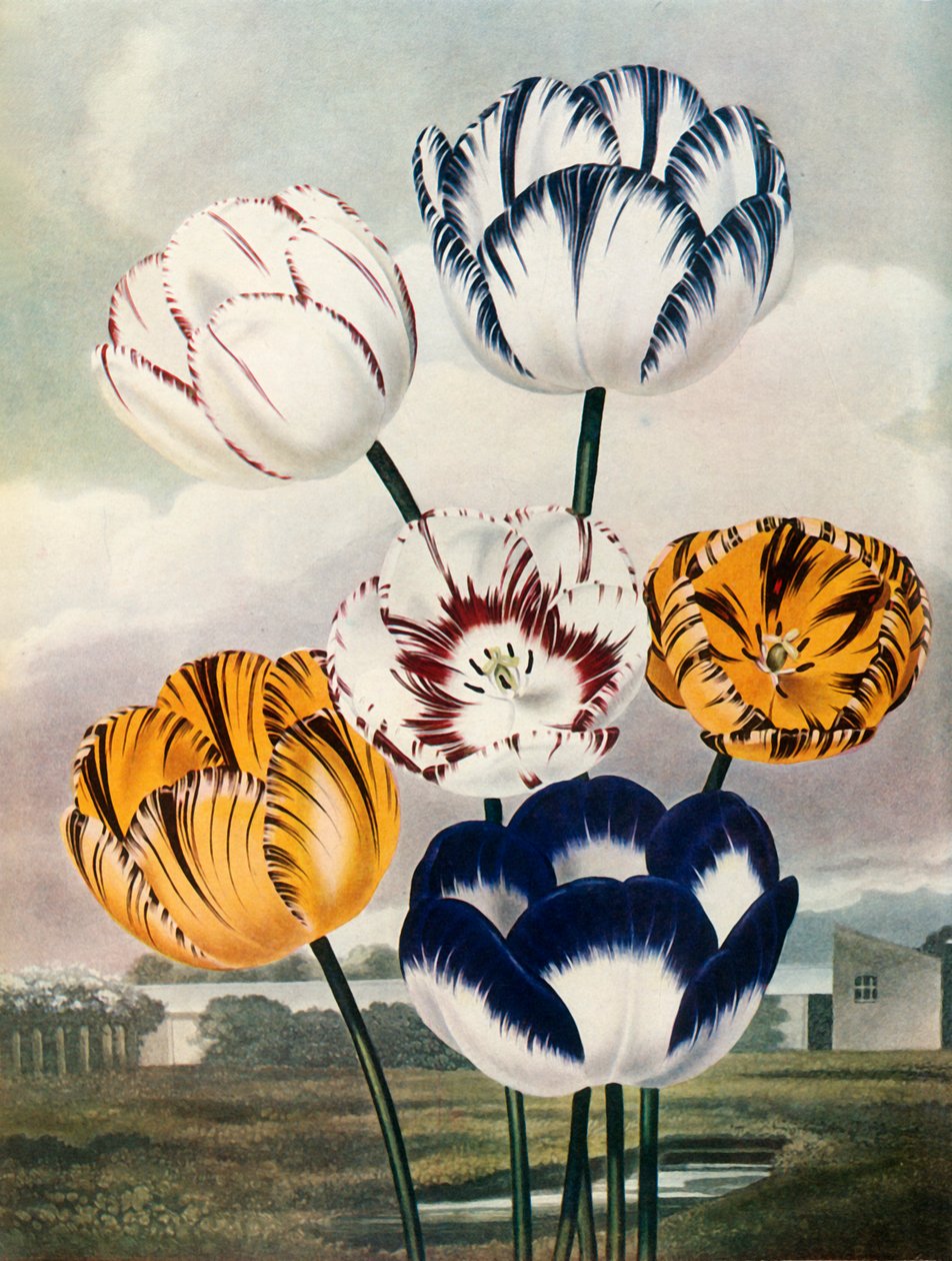 Tulipany, ok. 1802-1821, 1948. autorstwa Thomas Baxter