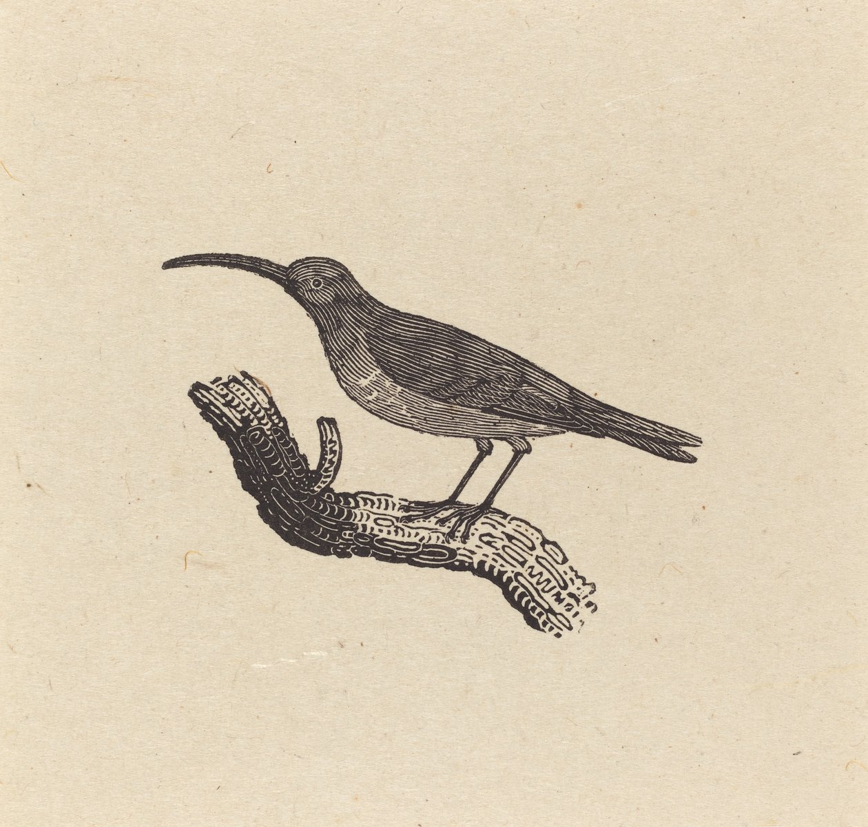 Ptak autorstwa Thomas Bewick