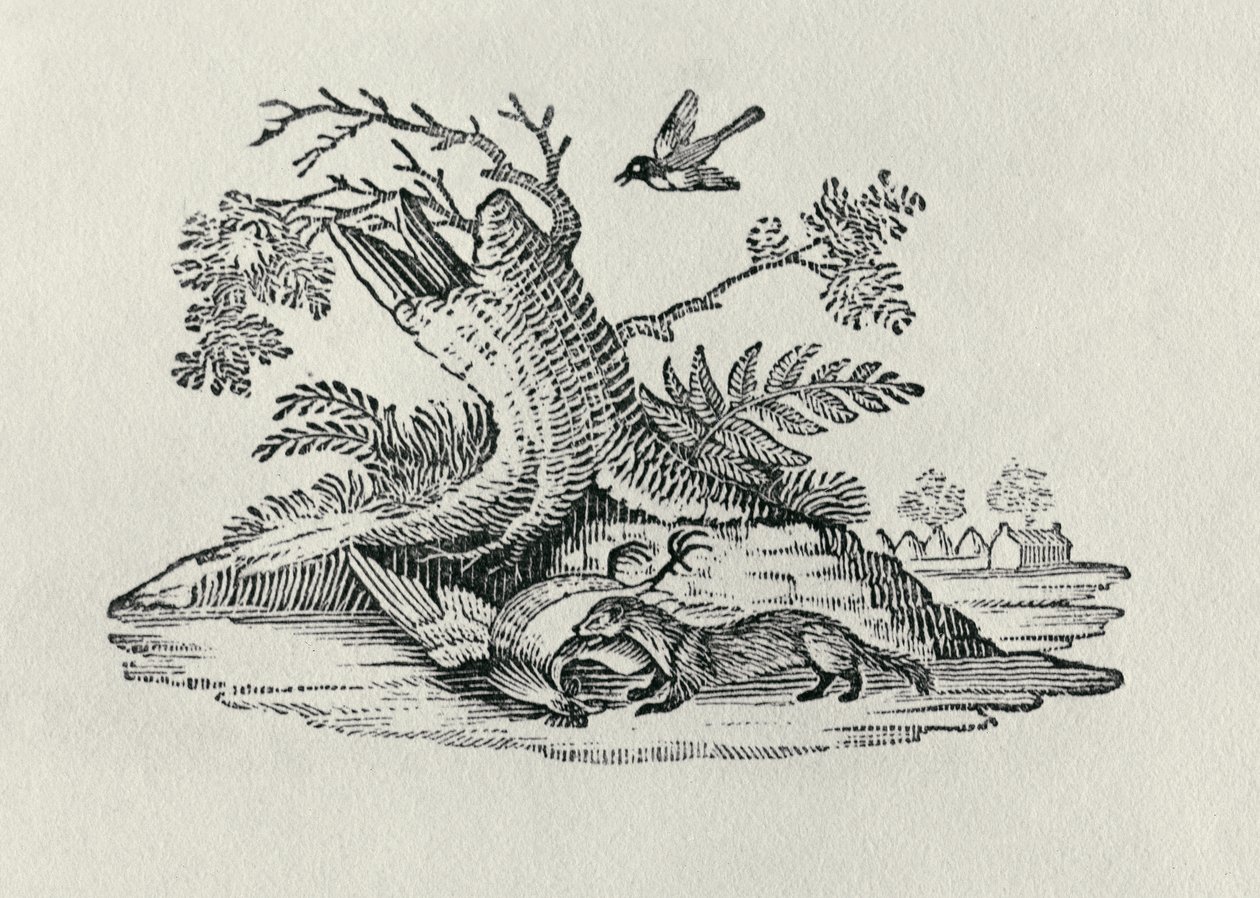Cywet z Kogucikiem z „Historii czworonogów”, 1790 autorstwa Thomas Bewick