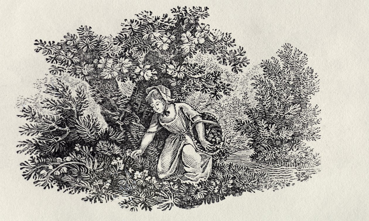 Dziewczyna zbierająca kwiaty z „Historii brytyjskich ptaków i czworonogów” autorstwa Thomas Bewick