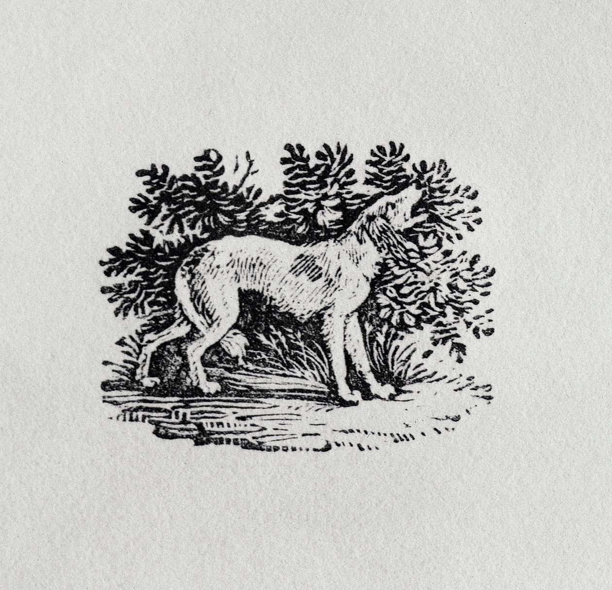 Ogar z "Historii czworonogów", XIX wiek autorstwa Thomas Bewick