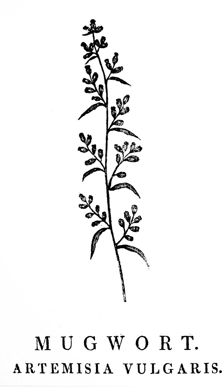 Drzeworyt przedstawiający gałązkę bylicy pospolitej, gatunku aromatycznej rośliny z rodzaju Artemisia. Drzeworyt autorstwa Thomasa Bewicka (1753-1828), angielskiego rytownika i autora historii naturalnej autorstwa Thomas Bewick