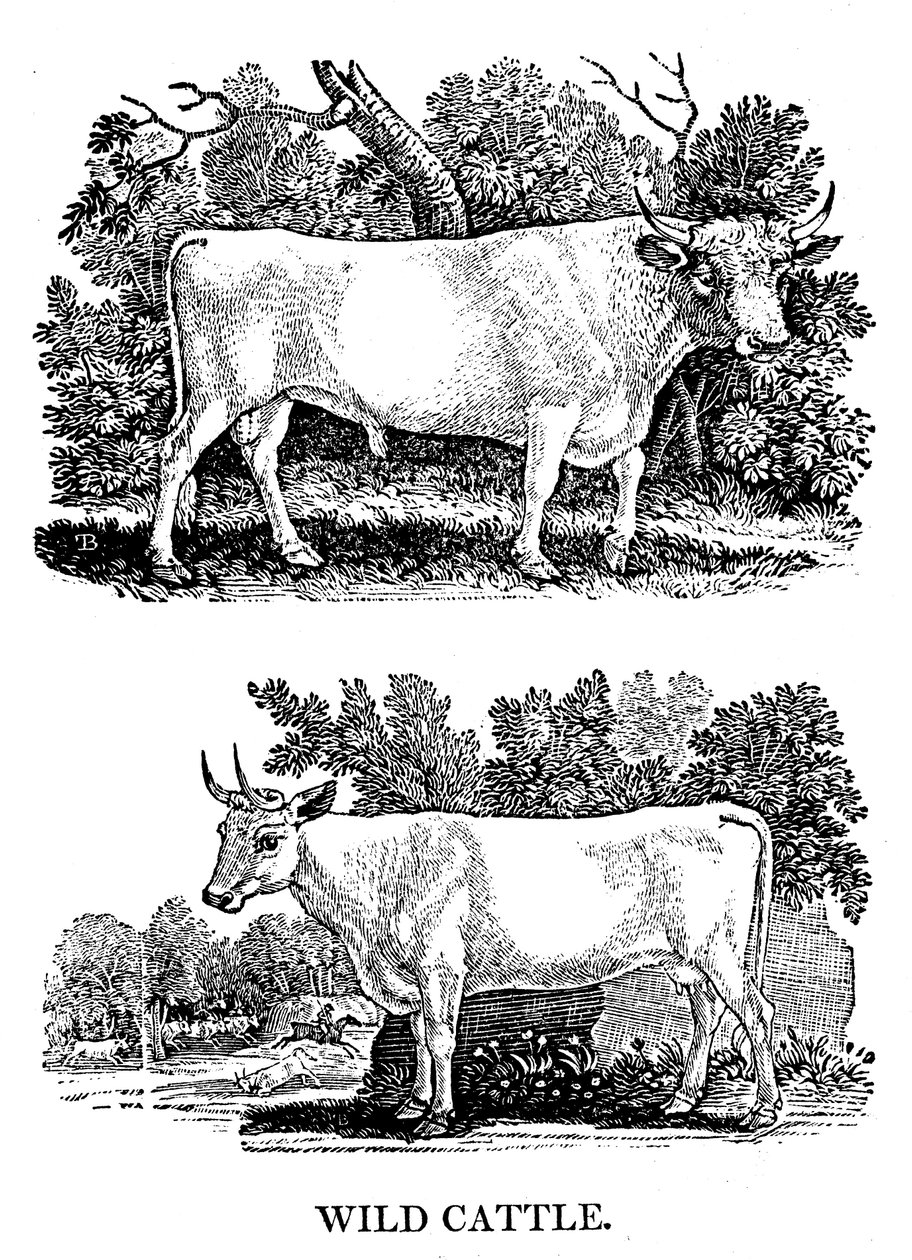Brytyjskie bydło dzikie lub parkowe, 1790 autorstwa Thomas Bewick