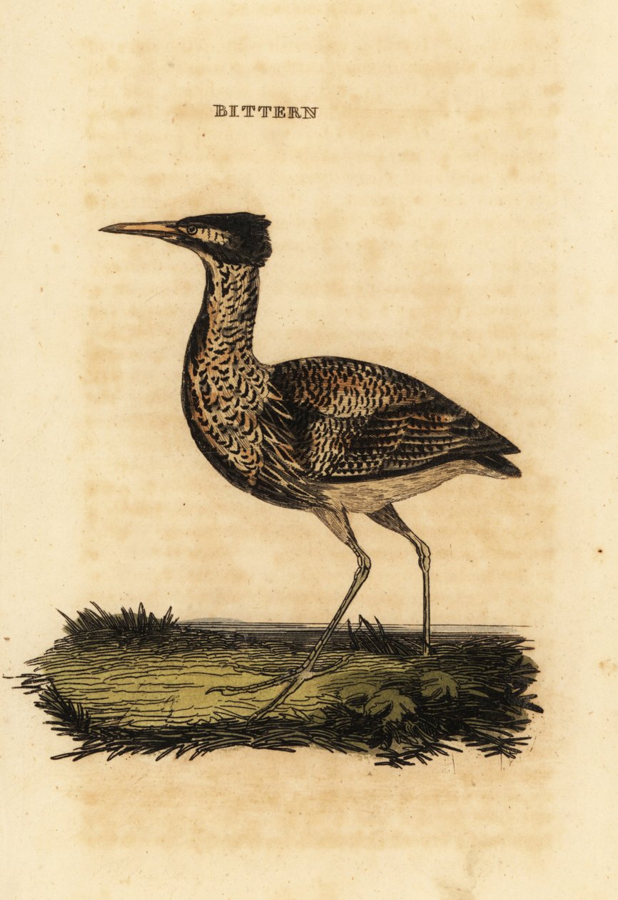 Bąk zwyczajny lub wielki bąk, Botaurus stellaris autorstwa Thomas Bewick
