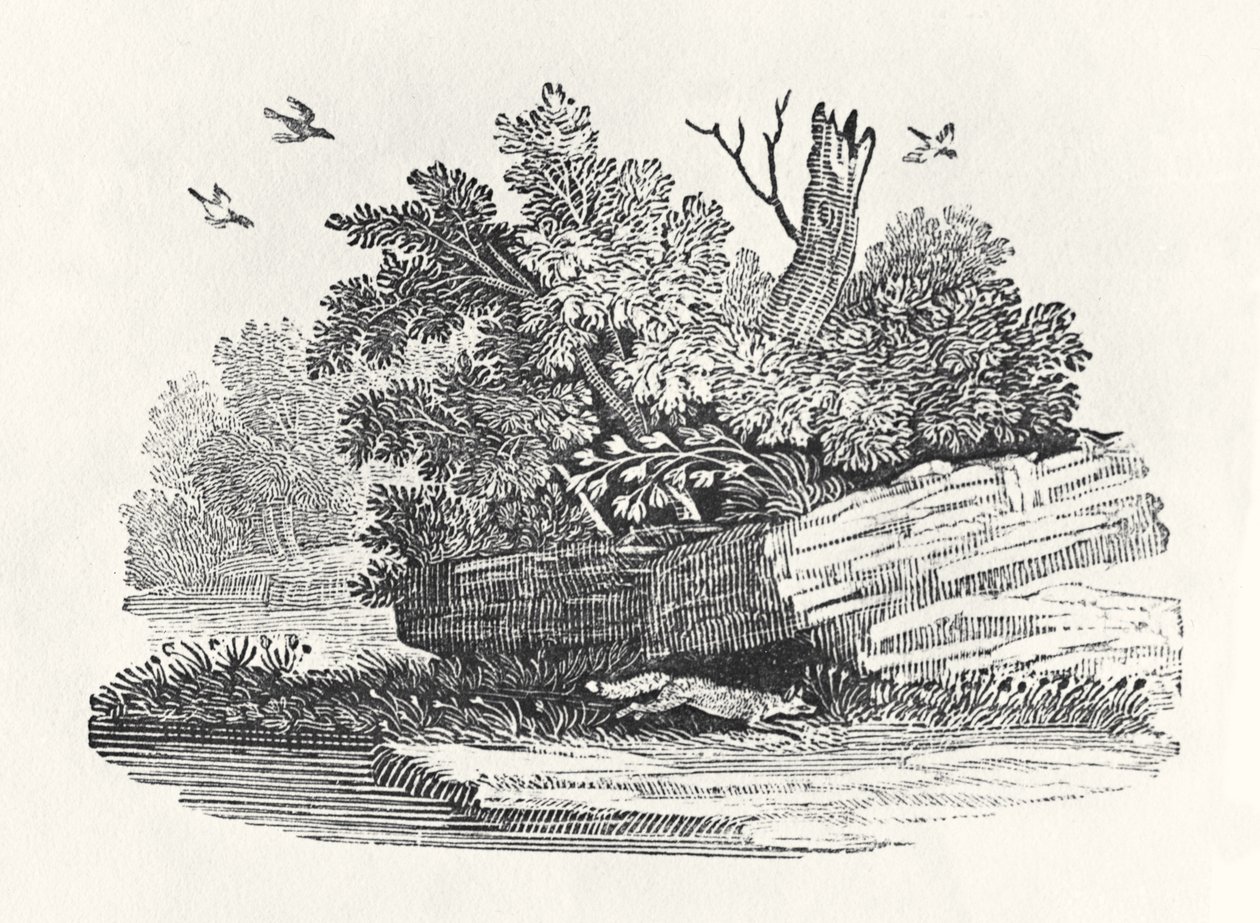 Uciekający lis, z „Ogólnej historii czworonogów”, wydana w 1790 r. (drewno) autorstwa Thomas Bewick