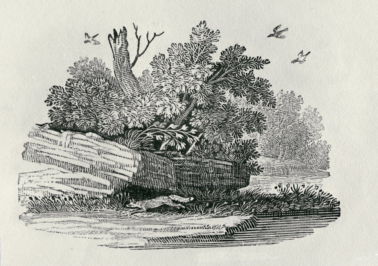 Uciekający lis, z "Historii ogólnej czworonogów", wydanej w 1790 r. (drzeworyt) autorstwa Thomas Bewick