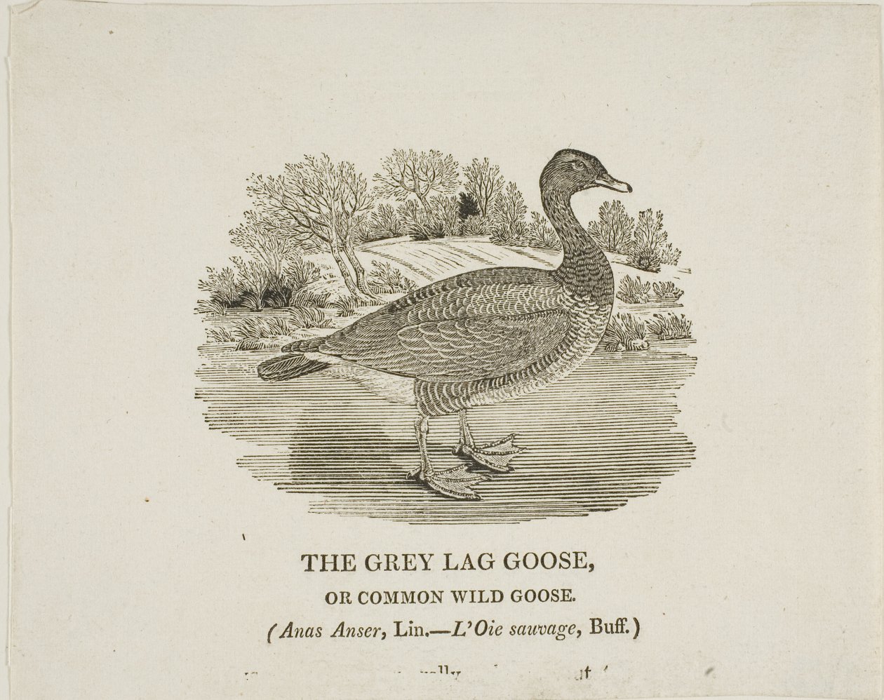 Grey Lag Goose autorstwa Thomas Bewick