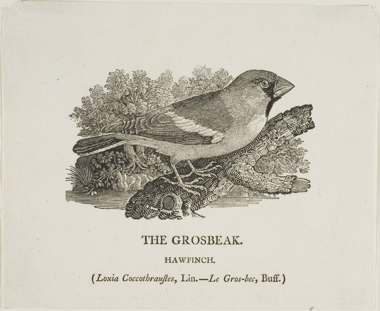 Głuszec autorstwa Thomas Bewick