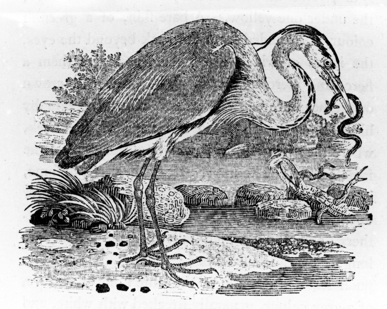 Czapla, ilustracja z „Historii ptaków brytyjskich” Thomasa Bewicka, opublikowana po raz pierwszy w 1797 r. autorstwa Thomas Bewick