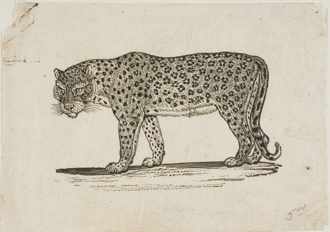 Lampart autorstwa Thomas Bewick