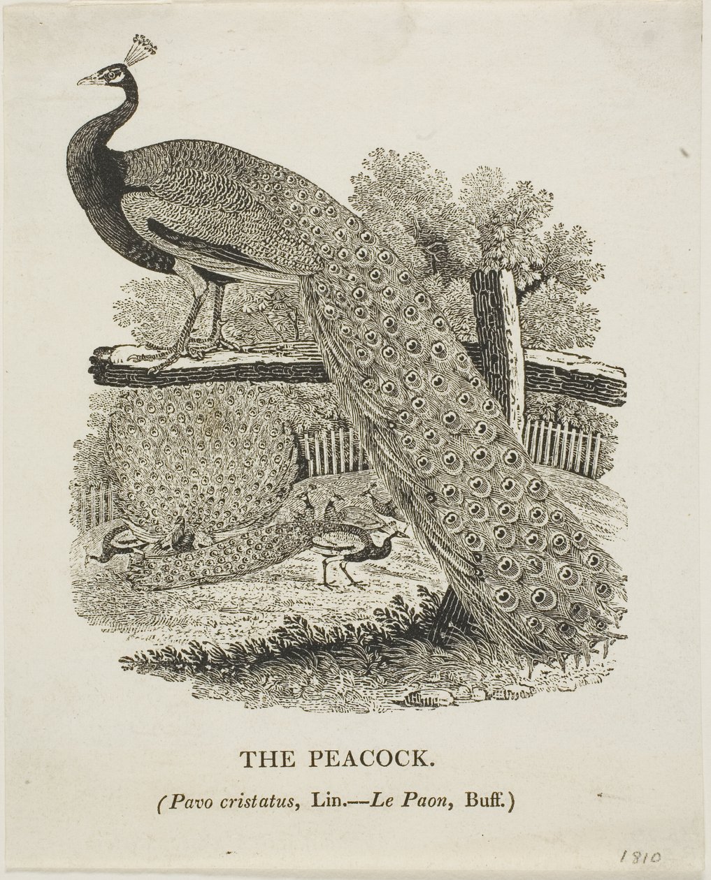 Paw autorstwa Thomas Bewick