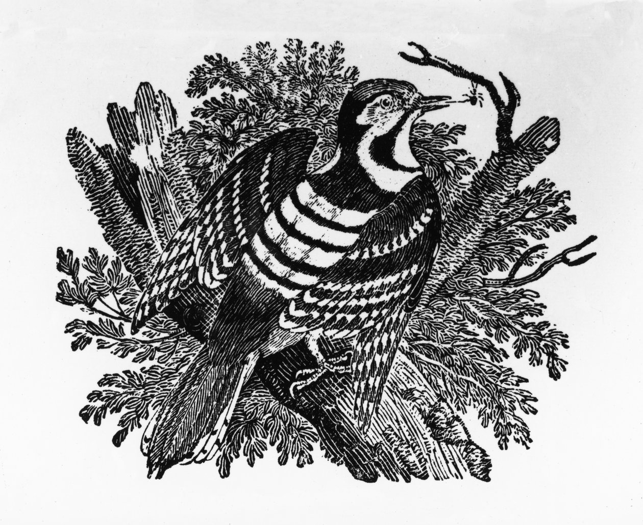 Dzięcioł pręgowany, ilustracja z „Historii ptaków brytyjskich” Thomasa Bewicka, opublikowana po raz pierwszy w 1797 r. autorstwa Thomas Bewick
