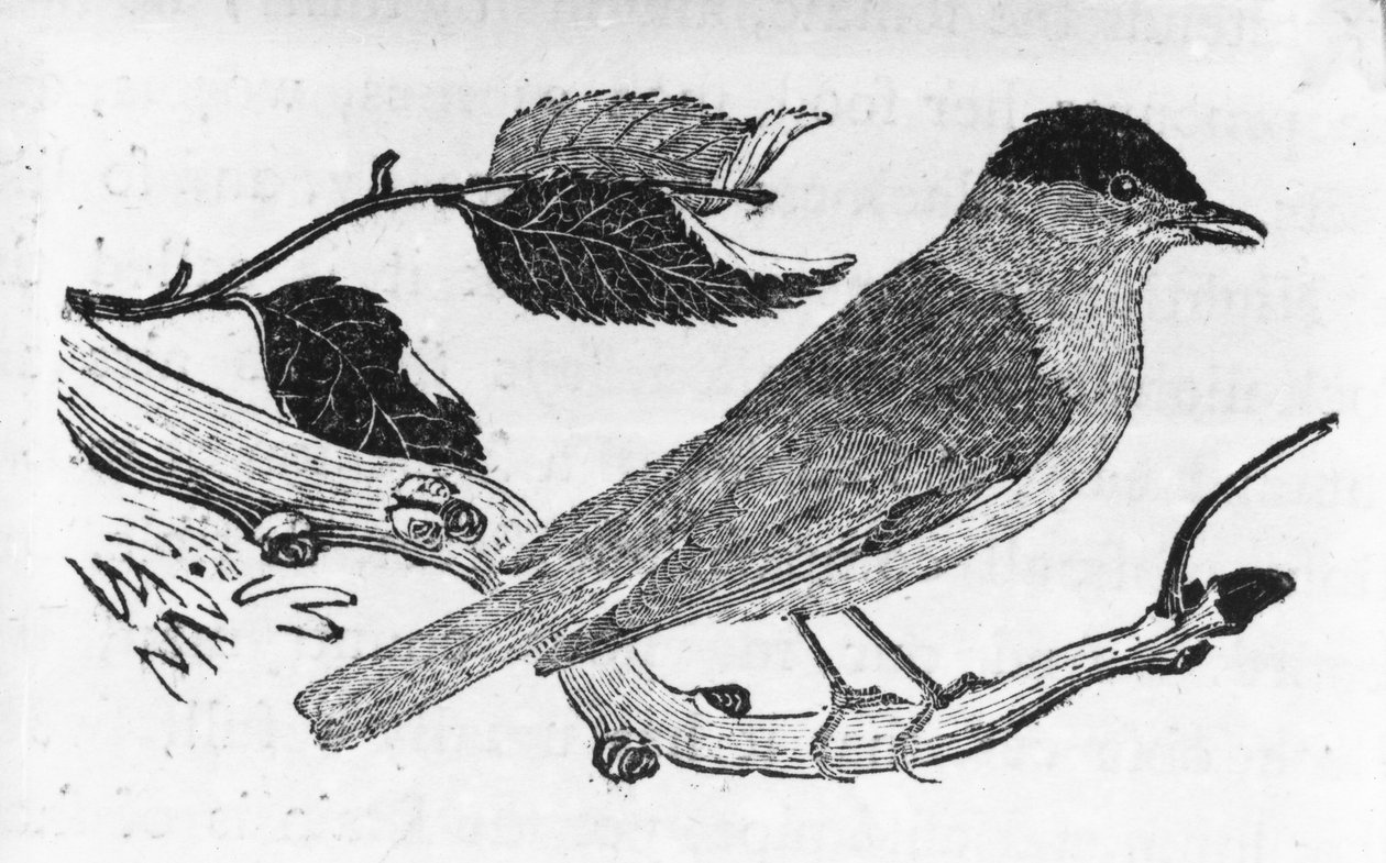 Black-Cap, ilustracja z "A History of British Birds" Thomasa Bewicka, opublikowana po raz pierwszy w 1797 r. autorstwa Thomas Bewick