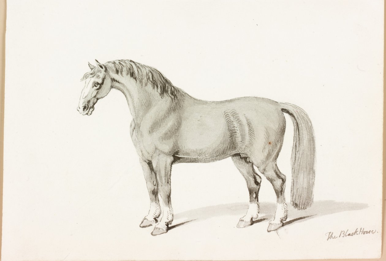 Czarny koń (tusz na papierze) autorstwa Thomas Bewick
