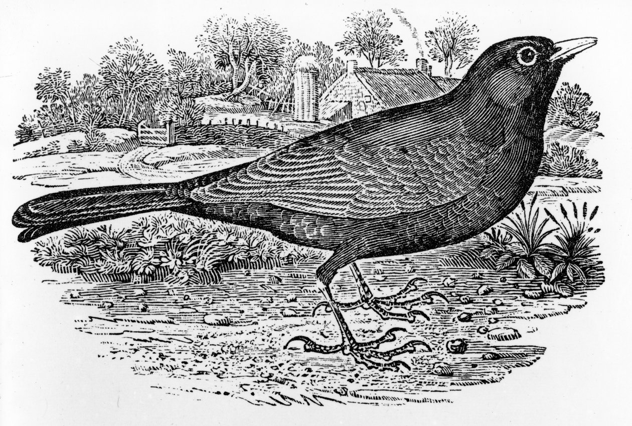 The Blackbird, ilustracja z „Historii ptaków brytyjskich” Thomasa Bewicka, opublikowana po raz pierwszy w 1797 r. autorstwa Thomas Bewick