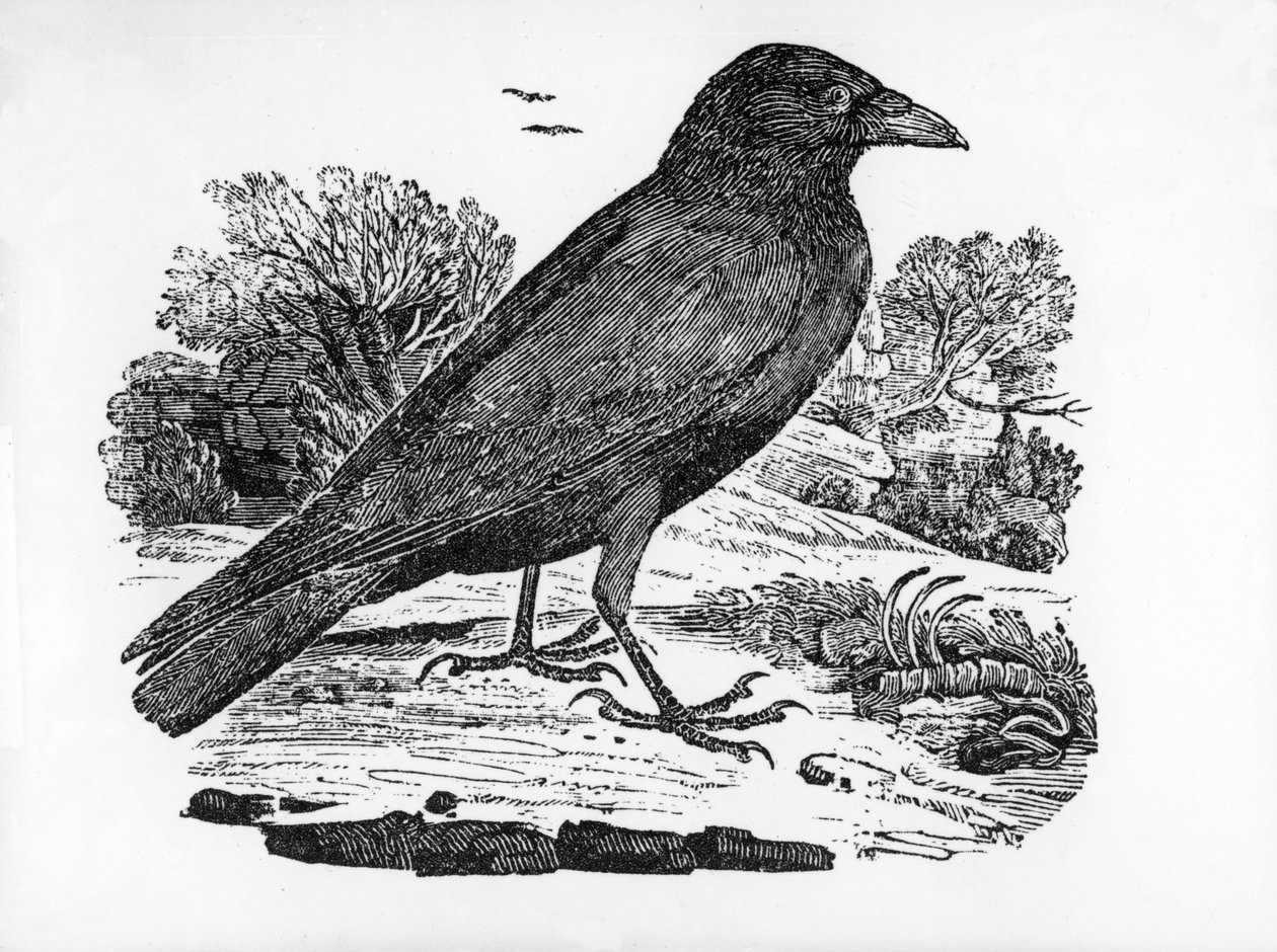 Carrion Crow, ilustracja z "The History of British Birds" autorstwa Thomasa Bewicka, opublikowana po raz pierwszy w 1797 r. autorstwa Thomas Bewick