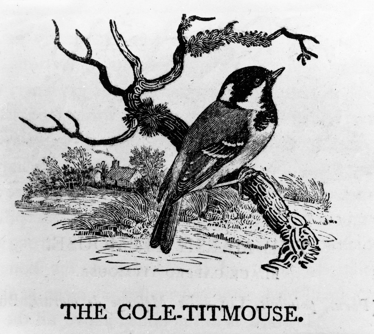 Cole-Titmouse, ilustracja z „Historii ptaków brytyjskich” Thomasa Bewicka, opublikowana po raz pierwszy w 1797 r. autorstwa Thomas Bewick