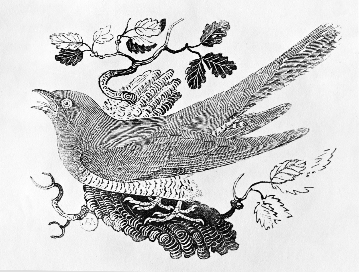 Kukułka (Cuculus canorus) z tomu I „Historii ptaków brytyjskich”, wyd. 1797 (drewno grawerowane) autorstwa Thomas Bewick