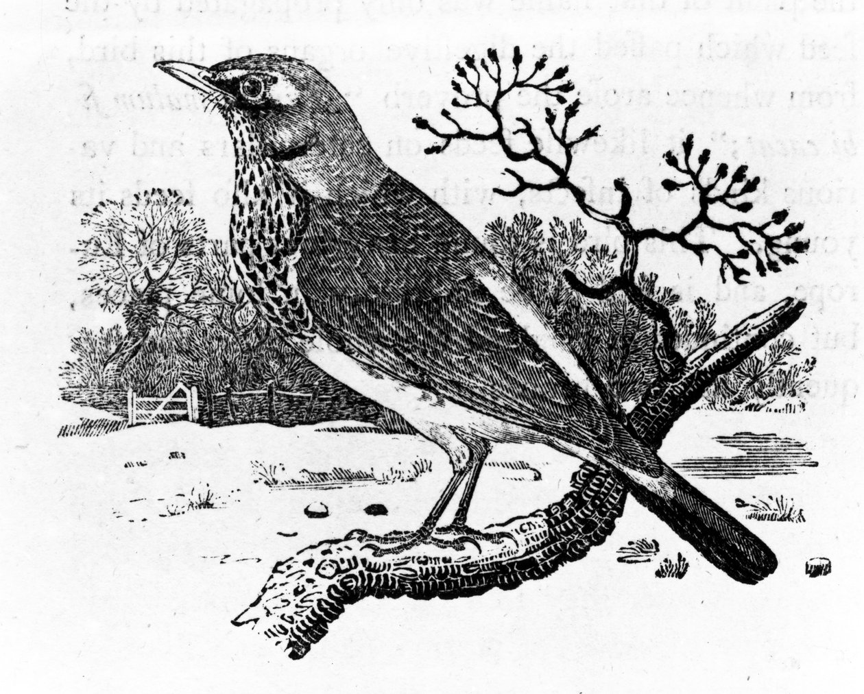 The Fieldfare, ilustracja z „Historii ptaków brytyjskich” Thomasa Bewicka, wydana po raz pierwszy w 1797 r. (drzewryt) autorstwa Thomas Bewick