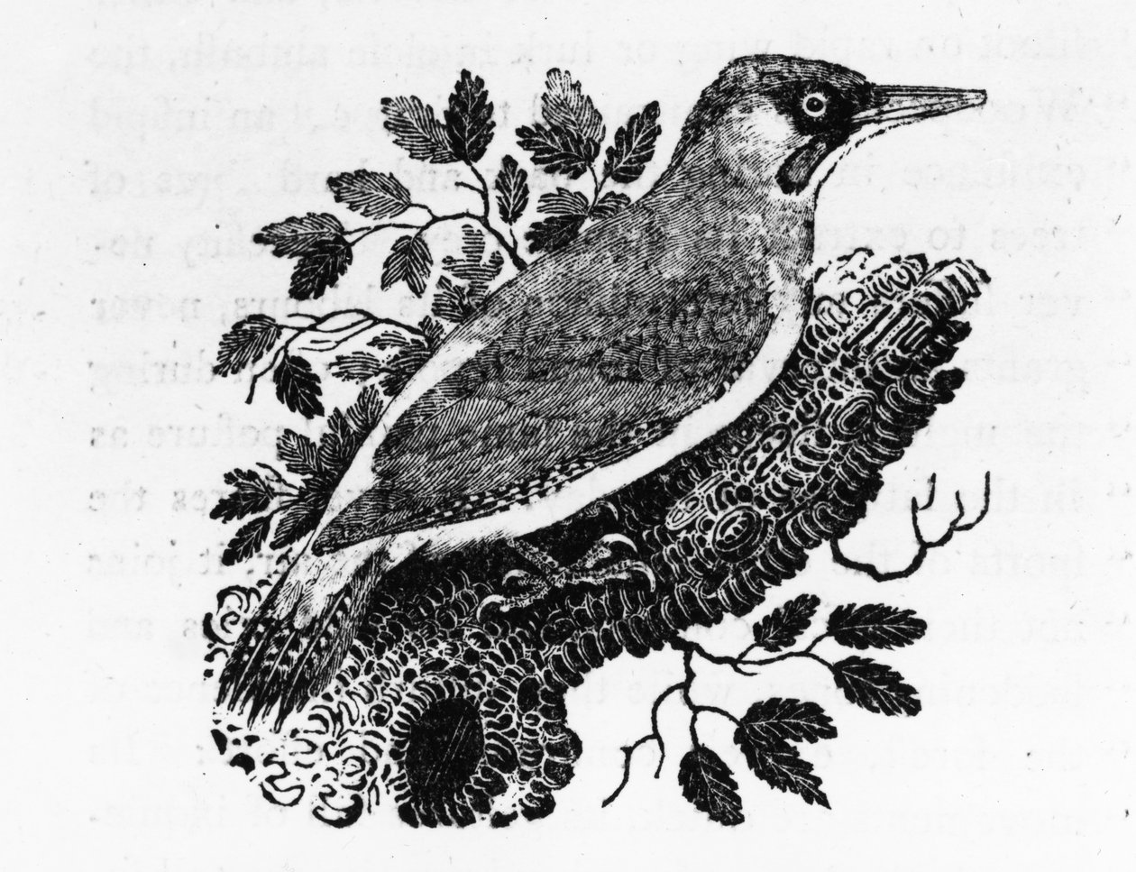 Dzięcioł zielony, ilustracja z „Historii ptaków brytyjskich” Thomasa Bewicka, opublikowana po raz pierwszy w 1797 r. autorstwa Thomas Bewick
