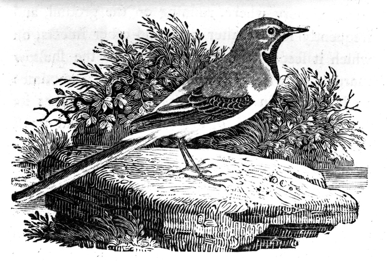 Pliszka szara, ilustracja z „Historii ptaków brytyjskich” Thomasa Bewicka, opublikowana po raz pierwszy w 1797 r. autorstwa Thomas Bewick