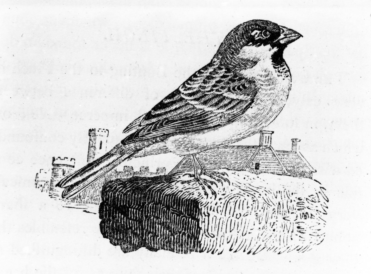 Wróbel domowy, ilustracja z „Historii ptaków brytyjskich” autorstwa Thomasa Bewicka, opublikowana po raz pierwszy w 1797 r. autorstwa Thomas Bewick