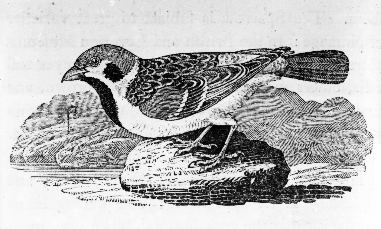 Wróbel górski, ilustracja z „Historii ptaków” Thomasa Bewicka, opublikowana po raz pierwszy w 1797 r. autorstwa Thomas Bewick