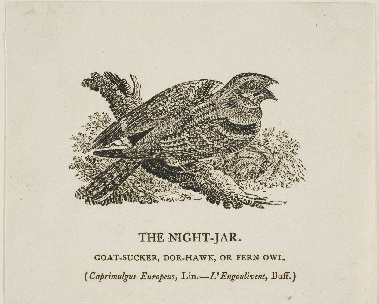 Nocny słoik autorstwa Thomas Bewick
