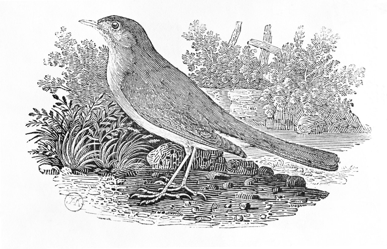 Słowik (Luscinia megarhynchos) z tomu I „Historii ptaków brytyjskich”, wyd. 1797 (drewno grawerowane) autorstwa Thomas Bewick