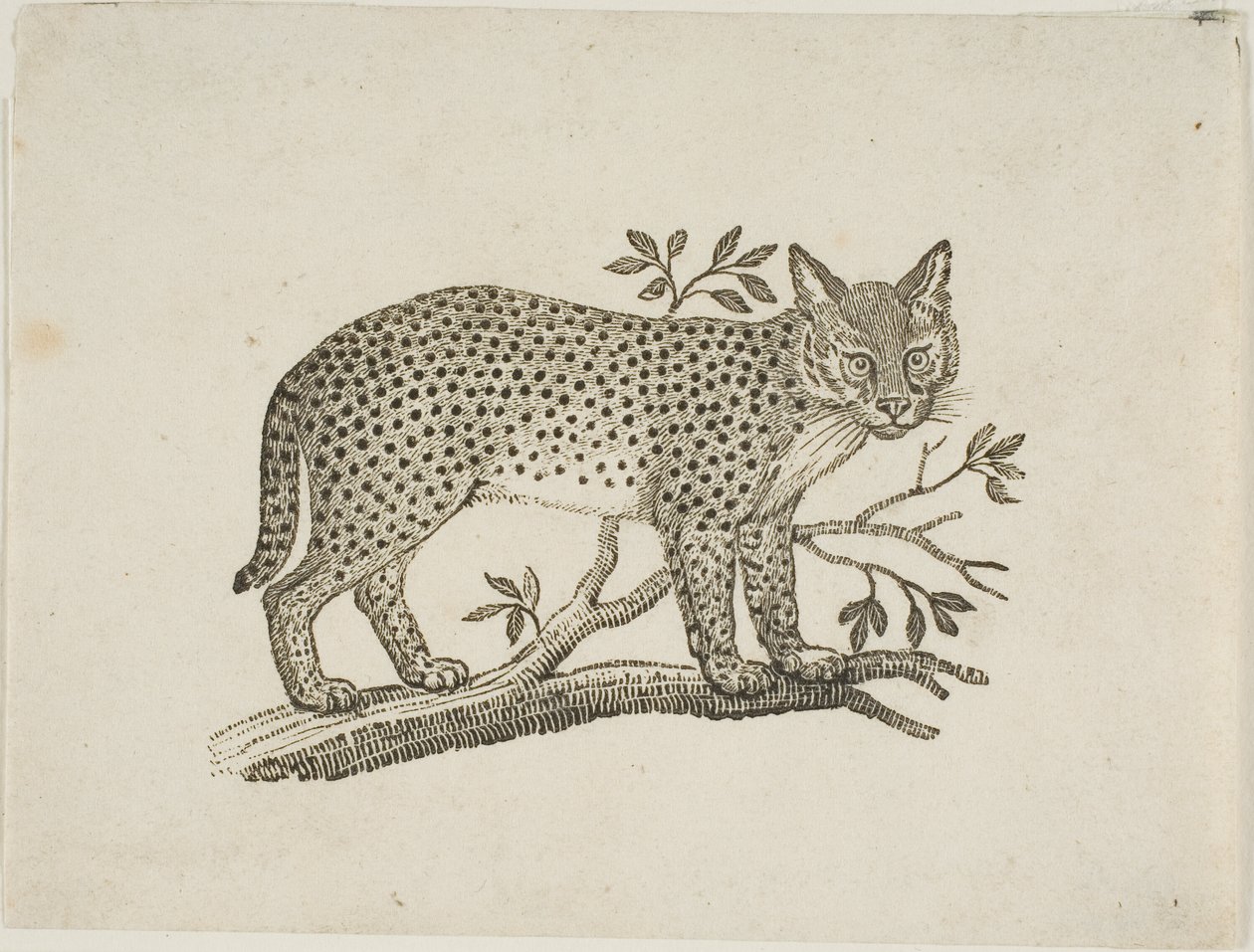 Serwal autorstwa Thomas Bewick